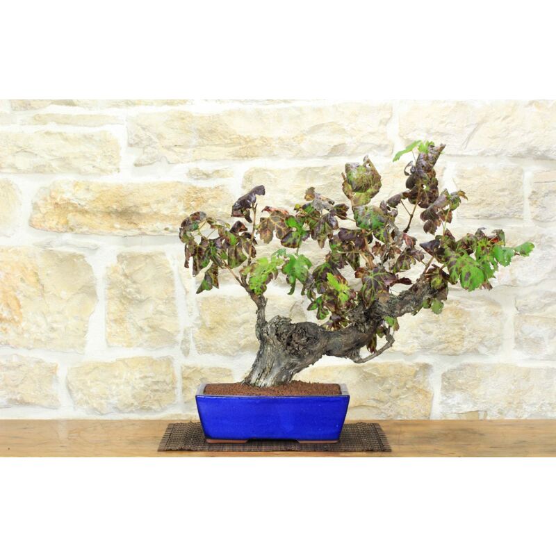 foto del prodotto bonsai di vite 108 