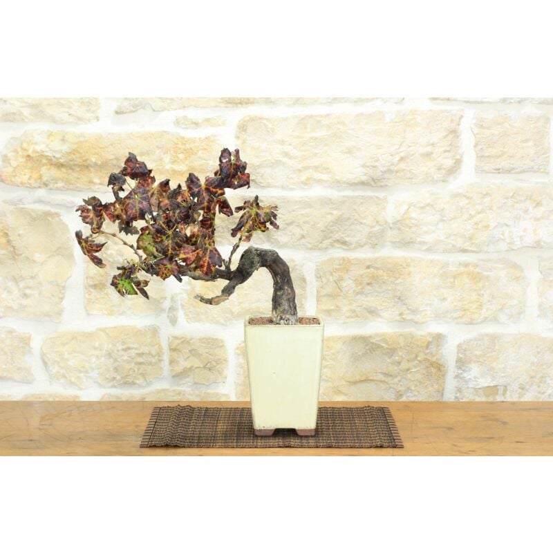 foto del prodotto bonsai di vite 110 