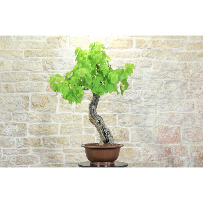 foto del prodotto bonsai di vite 60 