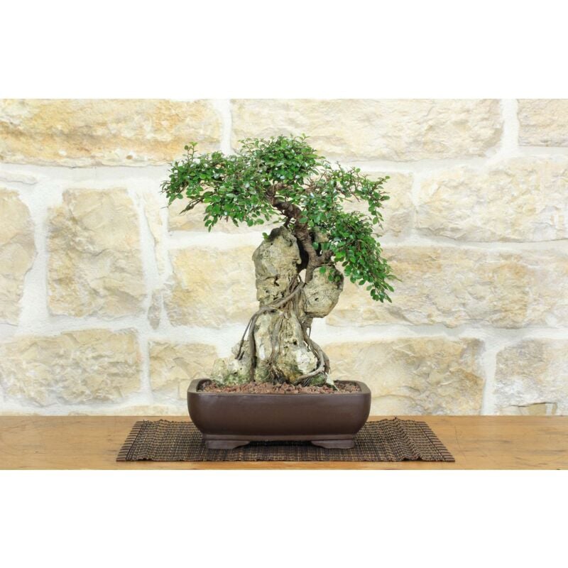 foto del prodotto bonsai di zelkova parvifolia 5 .