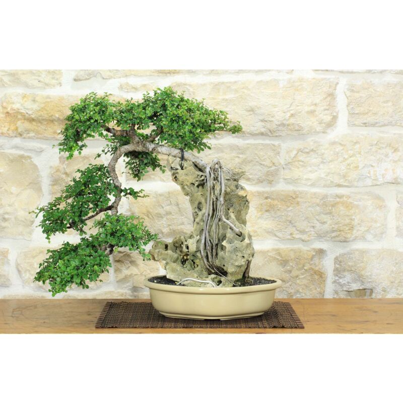 foto del prodotto bonsai di zelkova parvifolia 6 .