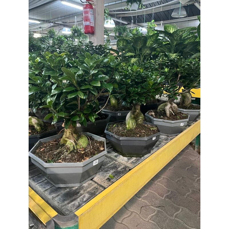 foto del prodotto bonsai ficus ginseng