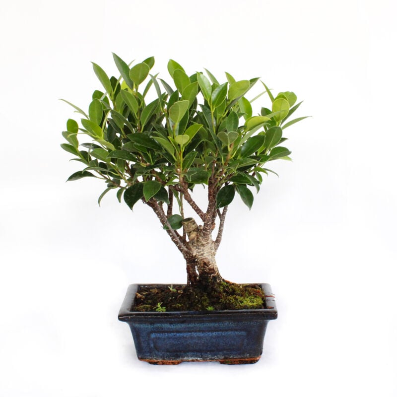 foto del prodotto bonsai ficus microcarpa bonsai ficus retusa h 25 30 cm vaso 15 cm