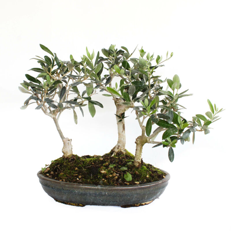 foto del prodotto bonsai olea europaea bonsai boschetto 3 ulivi h 30 35 cm vaso 30 cm