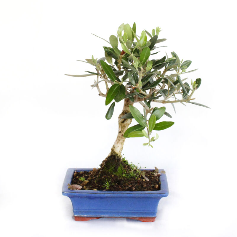 foto del prodotto bonsai olea europaea bonsai ulivo h 30 35 cm vaso 18 cm