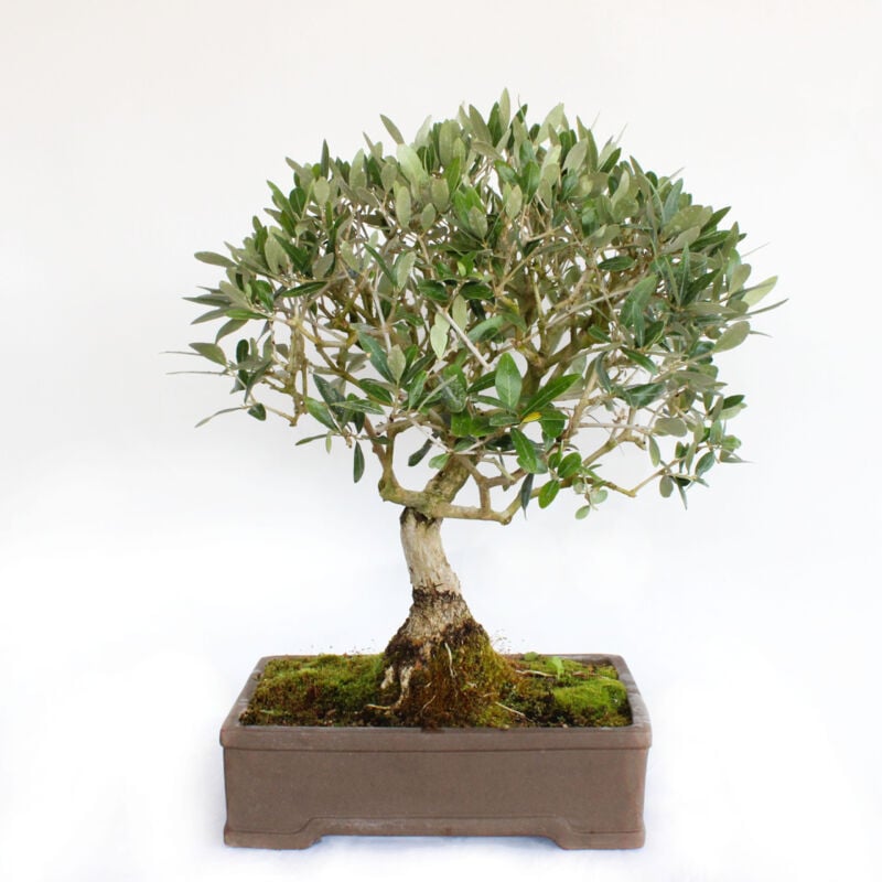 foto del prodotto bonsai olea europaea bonsai ulivo h 55 65 cm vaso 35 cm