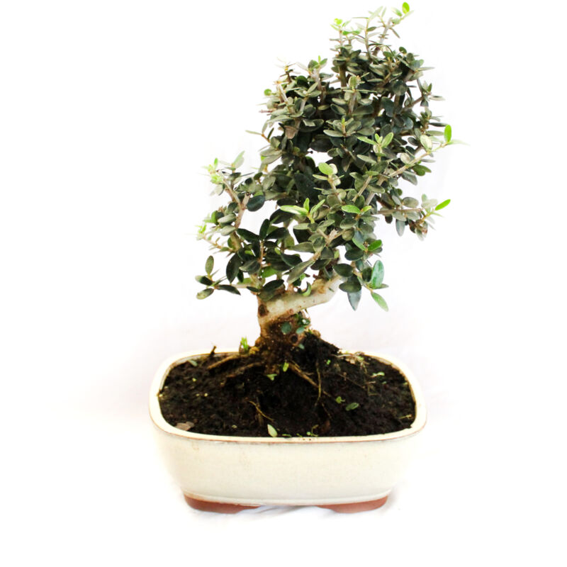 foto del prodotto bonsai olea oleaster bonsai vero oleastro h 30 35 cm vaso 20 cm