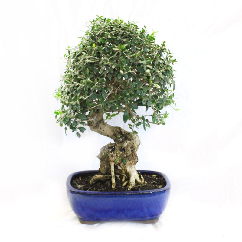 foto del prodotto bonsai olea oleaster bonsai vero oleastro h 45 55 cm vaso 27 cm