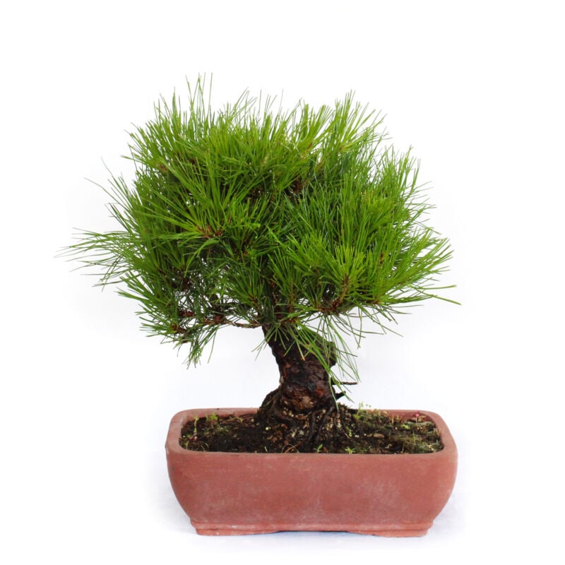 foto del prodotto bonsai pinus densiflora bonsai pino rosso giapponese h 30 40 cm vaso 25 cm
