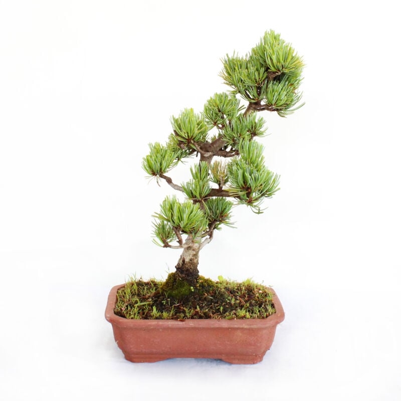 foto del prodotto bonsai pinus parviflora pentaphylla giapponese h 30 40 cm vaso 21 cm