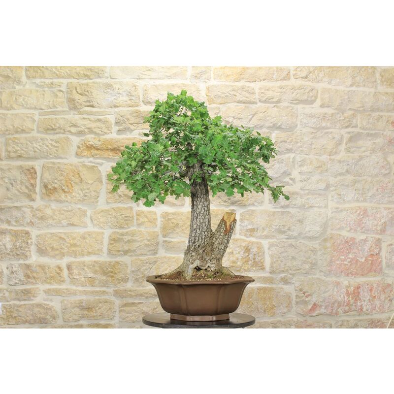 foto del prodotto bonsai yamadori di quercia roverella 1 