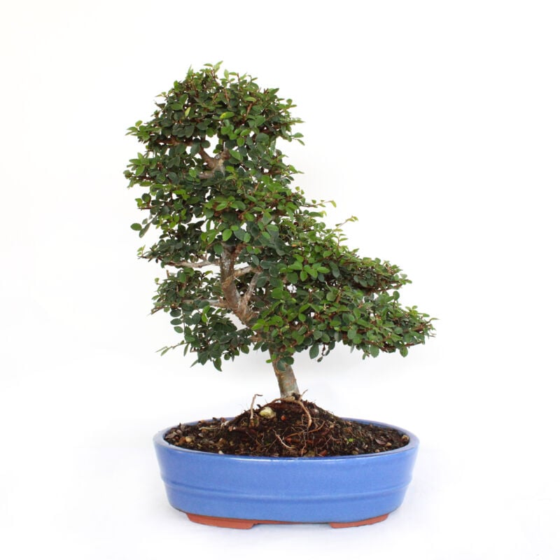 foto del prodotto bonsai zelkova sp. bonsai olmo giapponese h 40 50 cm vaso in ceramica 26 cm