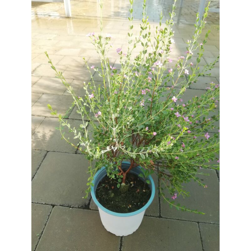 foto del prodotto boronia crenulata v15