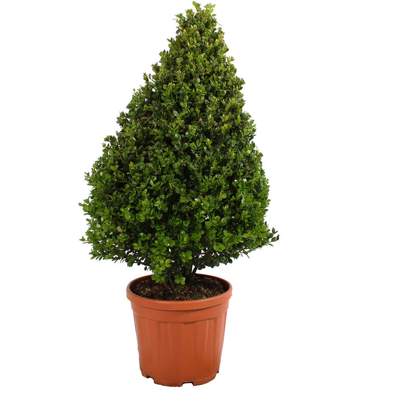foto del prodotto bosso a cono - buxus microphylla faulkner - h 80-100 cm vaso ø 24 cm