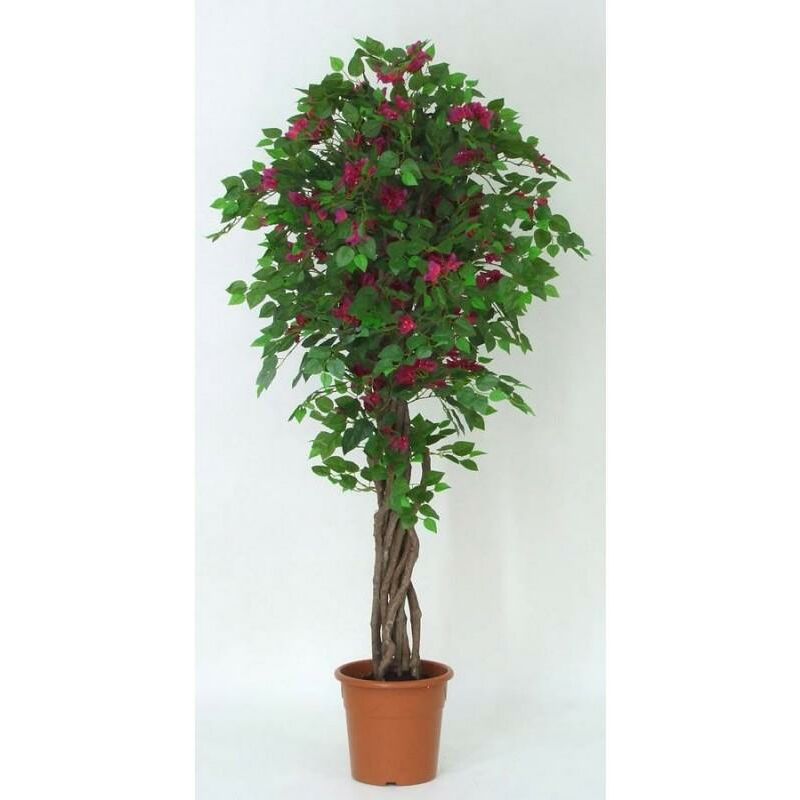 foto del prodotto bougainvillea seminaturale • fiori rossi • tronco liana - 200