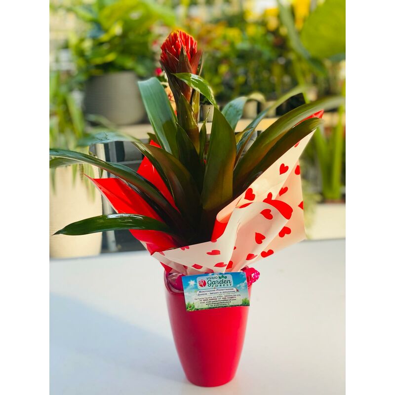 foto del prodotto bromelia guzmania torch in vaso di ceramica foto reali