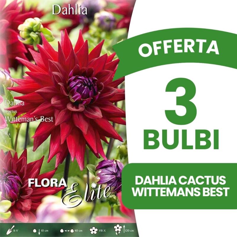 foto del prodotto bulbi primaverili offerta 3 bulbi dahlia cactus wittemans best confezione da 1 bulbo bulbs