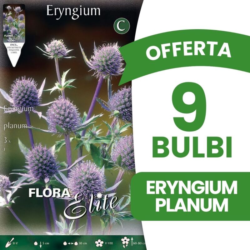foto del prodotto bulbi primaverili offerta 9 bulbi eryngium planum bulbs bulbes