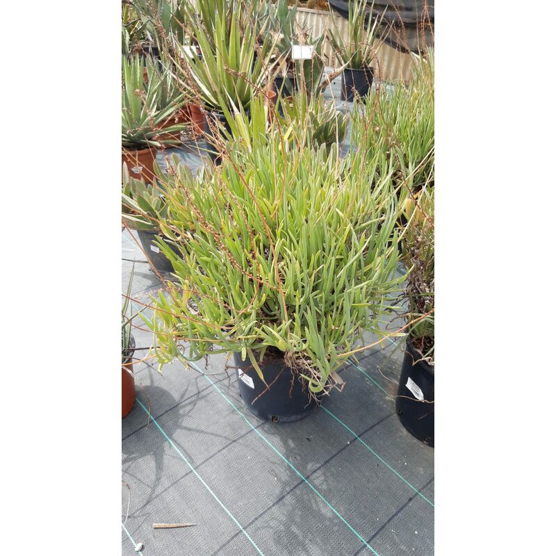 foto del prodotto bulbina frutescens
