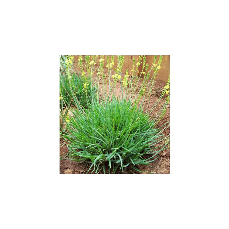 foto del prodotto bulbine frutescens fiore di serpente vaso 15cm foto reali