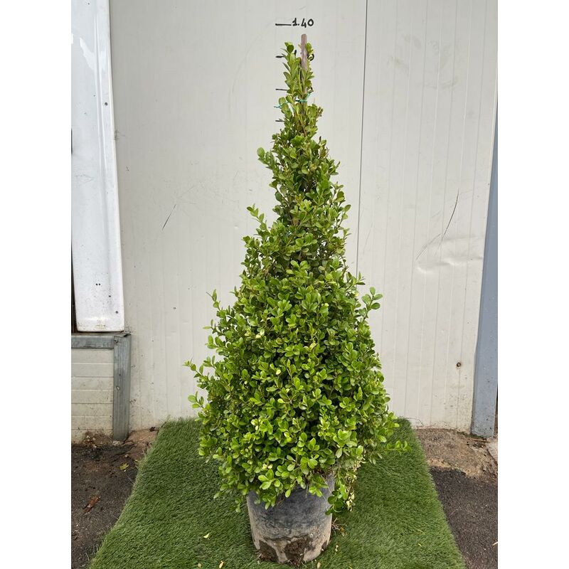 foto del prodotto buxus sempervirens arborescens piramide bosso pianta h 110 cm foto reali