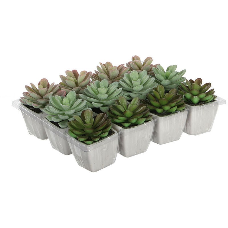 foto del prodotto cactus in vaso diversi modelli 8.5cm
