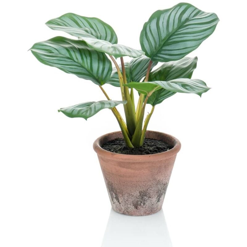 foto del prodotto calathea orbifolia artificiale terra 32 cm in vaso emerald