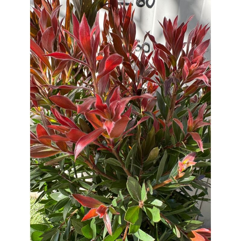 foto del prodotto callistemon red rocket foto reali h 60cm vaso 24cm foto reali