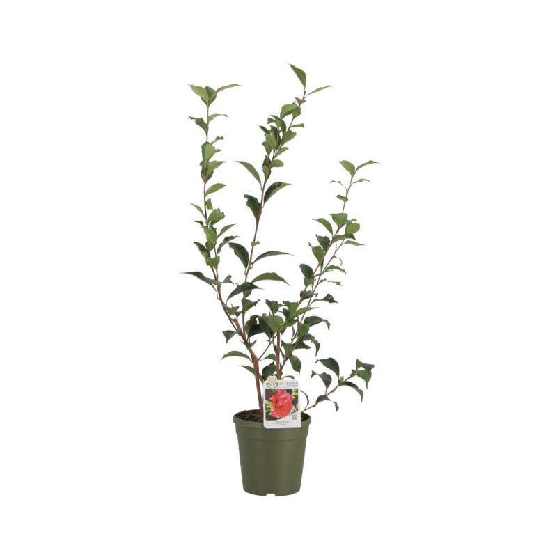 foto del prodotto camelia japonica black magic piante vere da esterno pianta fiorita da giardino da balcone da terrazzo h 70 90 cm vaso 17 cm