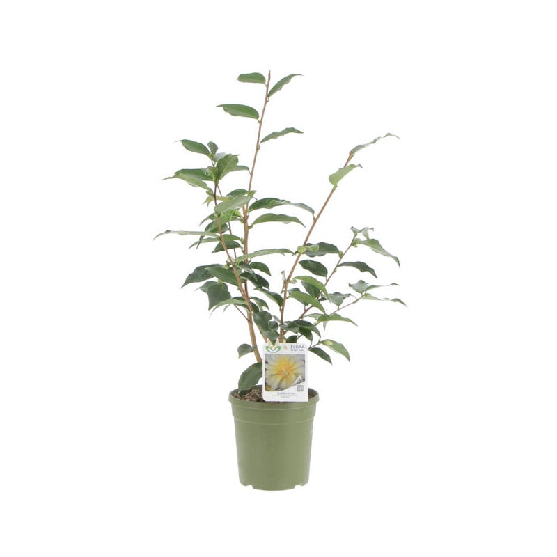 foto del prodotto camelia japonica golden lotus camelie piante vere da esterno pianta fiorita da giardino balcone terrazzo h 70 90 cm vaso 17 cm