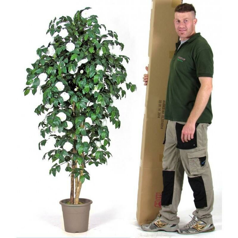 foto del prodotto camelia seminaturale fiori bianchi tronco mansanisi - 200