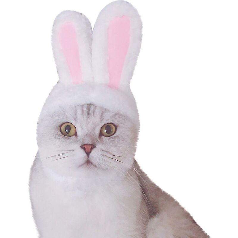foto del prodotto cane animale domestico orecchie da coniglio gatto cucciolo gattino