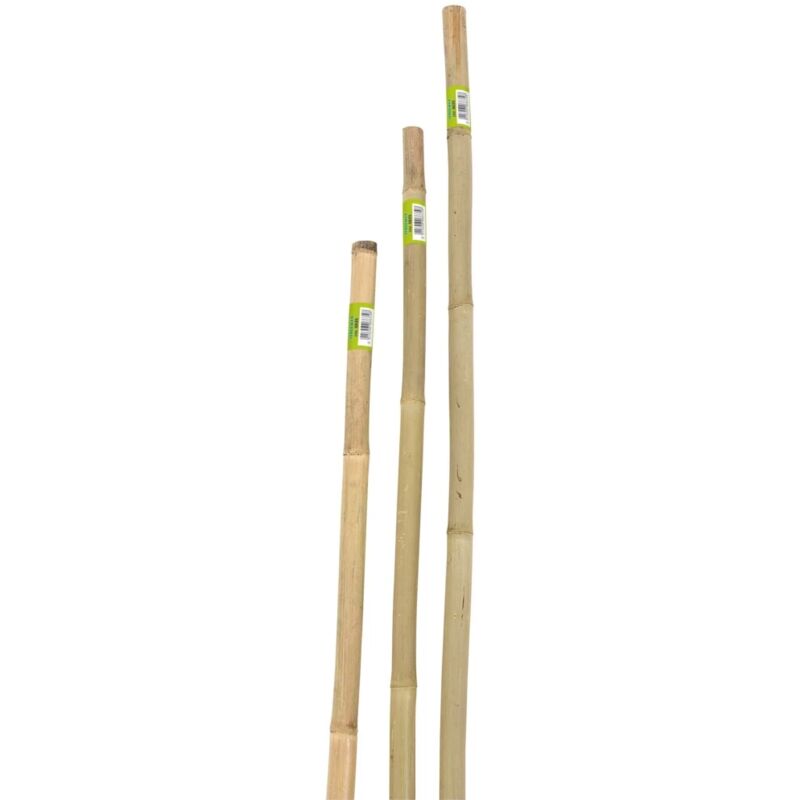 foto del prodotto canna bamboo piena h240cm