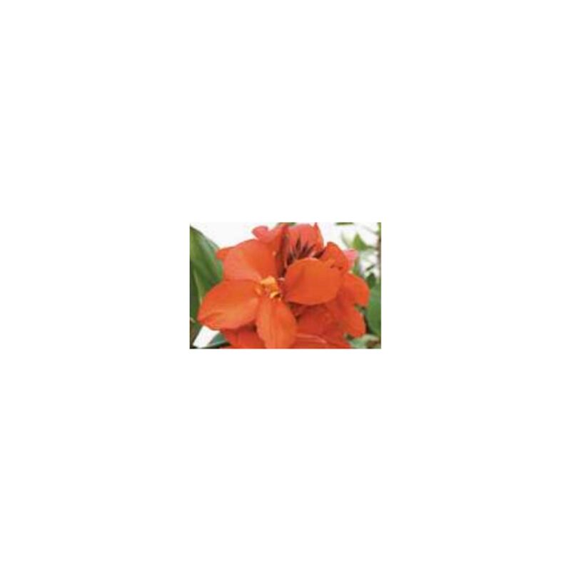 foto del prodotto canna x generalis tropical red