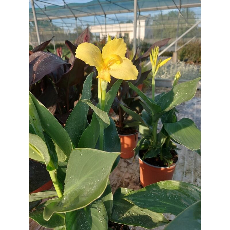 foto del prodotto canna x generalis tropical yellow