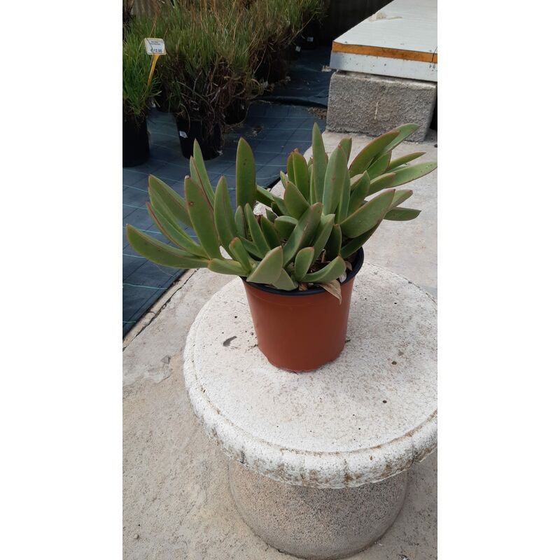 foto del prodotto carpobrotus quadrifidus