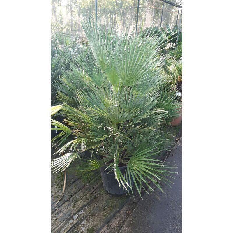 foto del prodotto chamaerops humilis