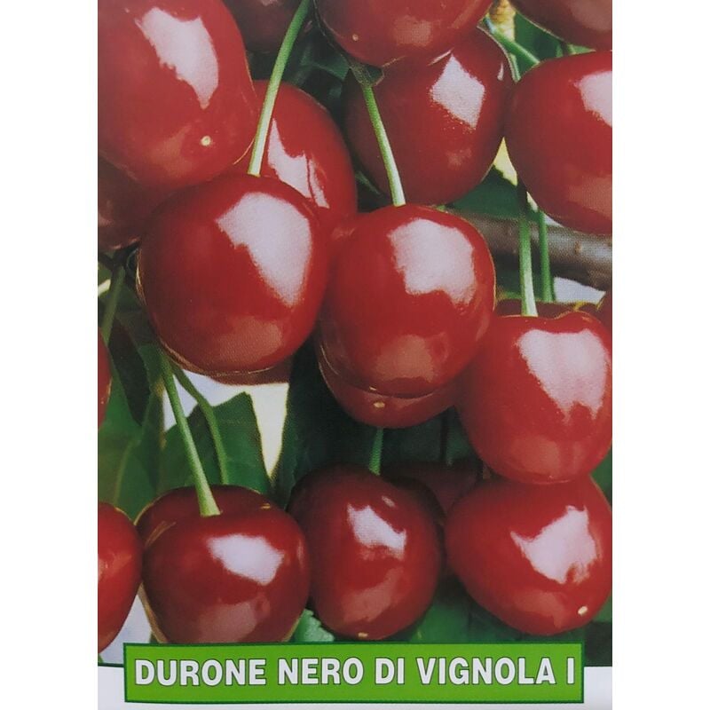 foto del prodotto ciliegia durone nero di vignola i pianta di 3 anni