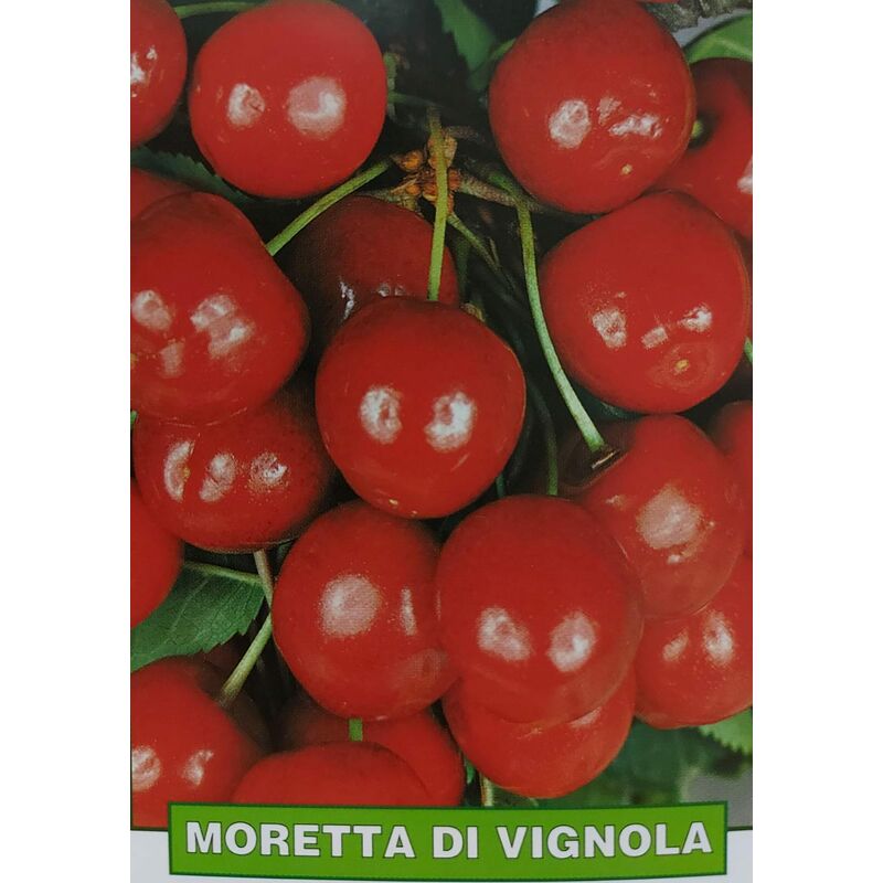 foto del prodotto ciliegia moretta di vignola pianta di 3 anni