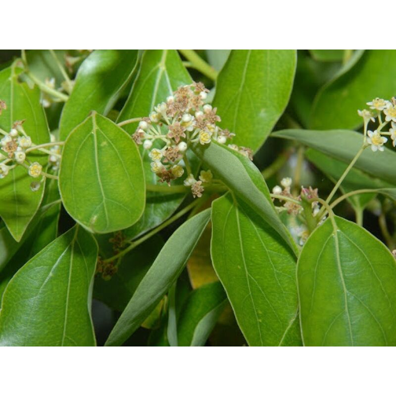 foto del prodotto cinnamomum camphora