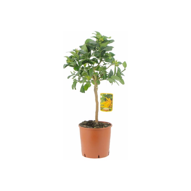 foto del prodotto citrus mano di buddha alberi da frutto da esterno piante vere di agrumi da balcone terrazzo h 70 80 cm vaso 20 cm