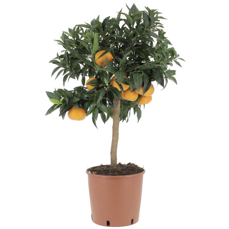 foto del prodotto citrus reticulata pianta di mandarino alberi da frutto da esterno h 70 80 cm 20 cm