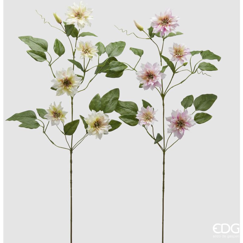 foto del prodotto clematis ramo x5 h.105 c3