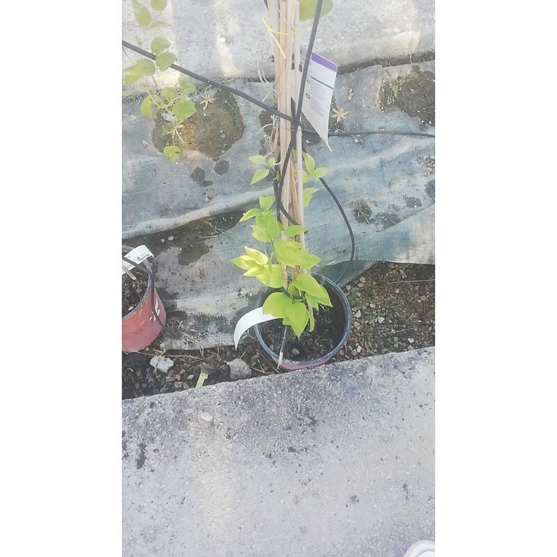 foto del prodotto clematis v13