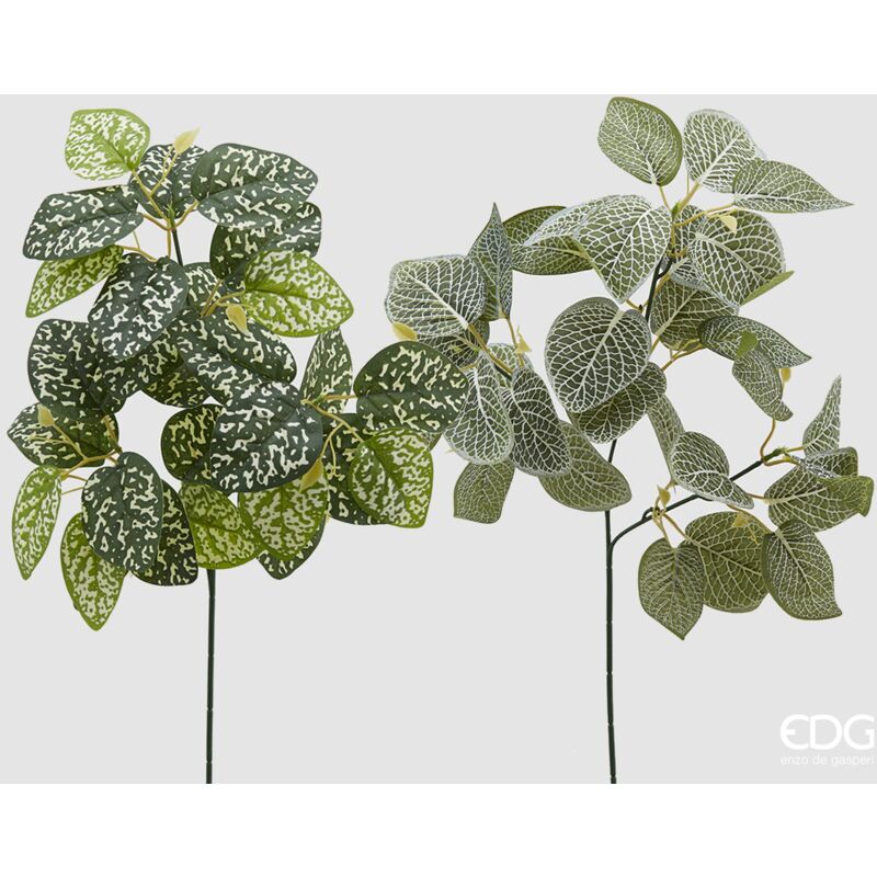 foto del prodotto coleus olis ramo white green