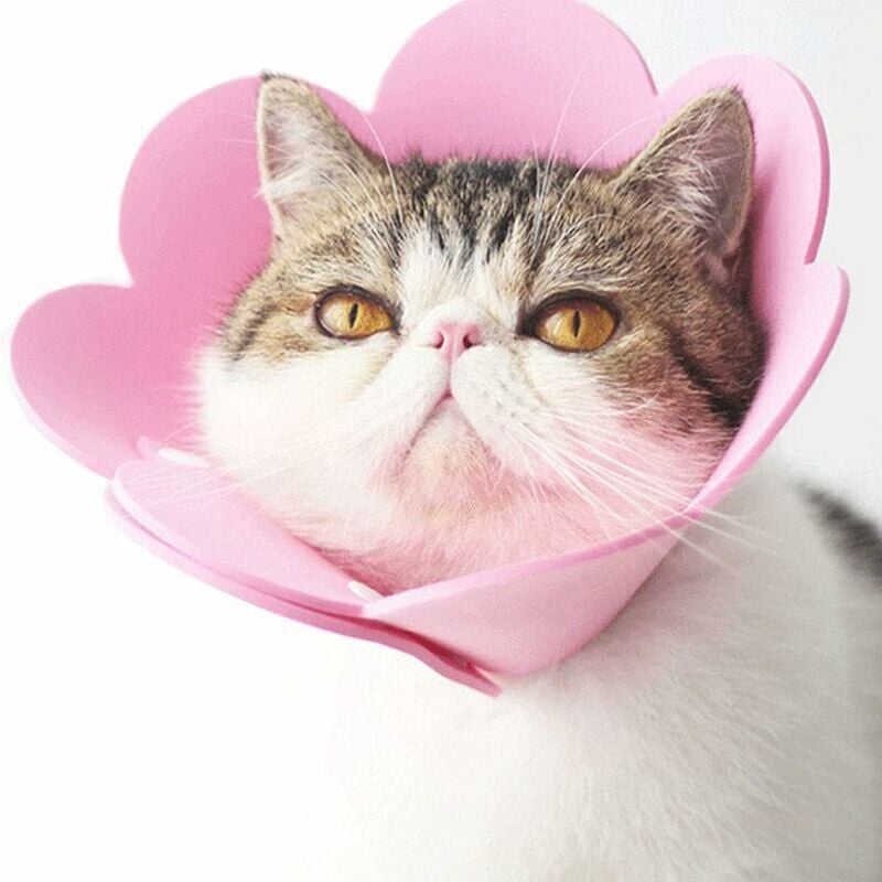 foto del prodotto collare per animali domestici collare anti leccamento collare protettivo collare elisabettiano per gatti rosa, m 