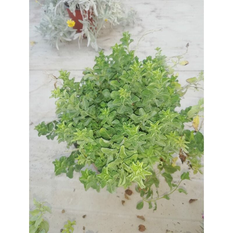 foto del prodotto convolvulus mauritanicus 17