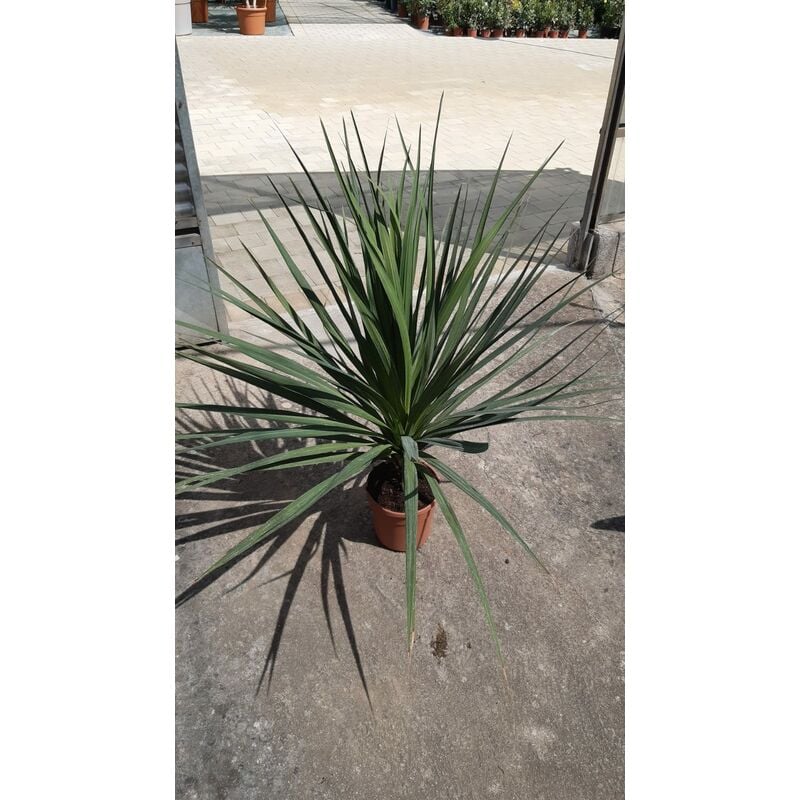 foto del prodotto cordyline indivisa
