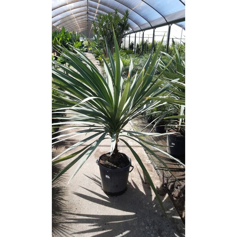 foto del prodotto cordyline indivisa