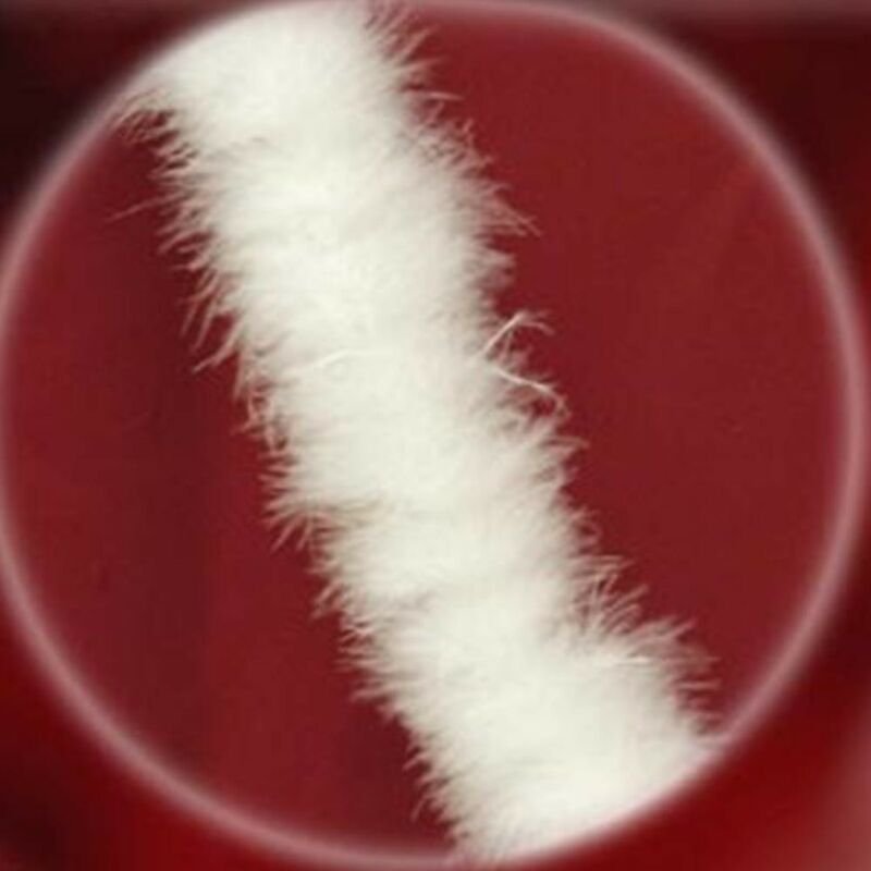 foto del prodotto cosedacasa ghirlanda boa di piume bianco addobbi decorazioni natalizie per albero di natale set di 3 fili cm 180 molto bello